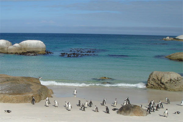 南アフリカのペンギンの写真。